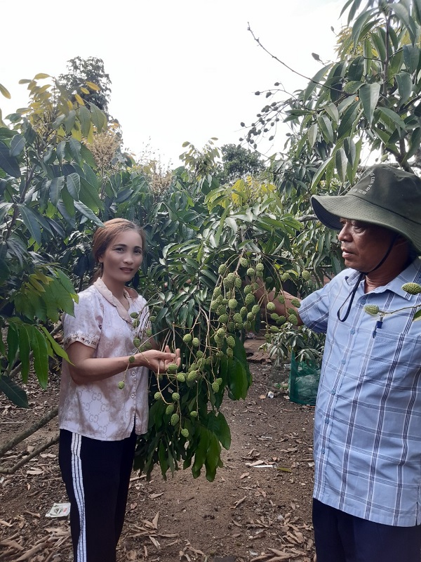 Mô hình Hội viên Nông Dân sử dụng hiệu quả nguồn vốn vay từ Ngân hàng Chính sách.